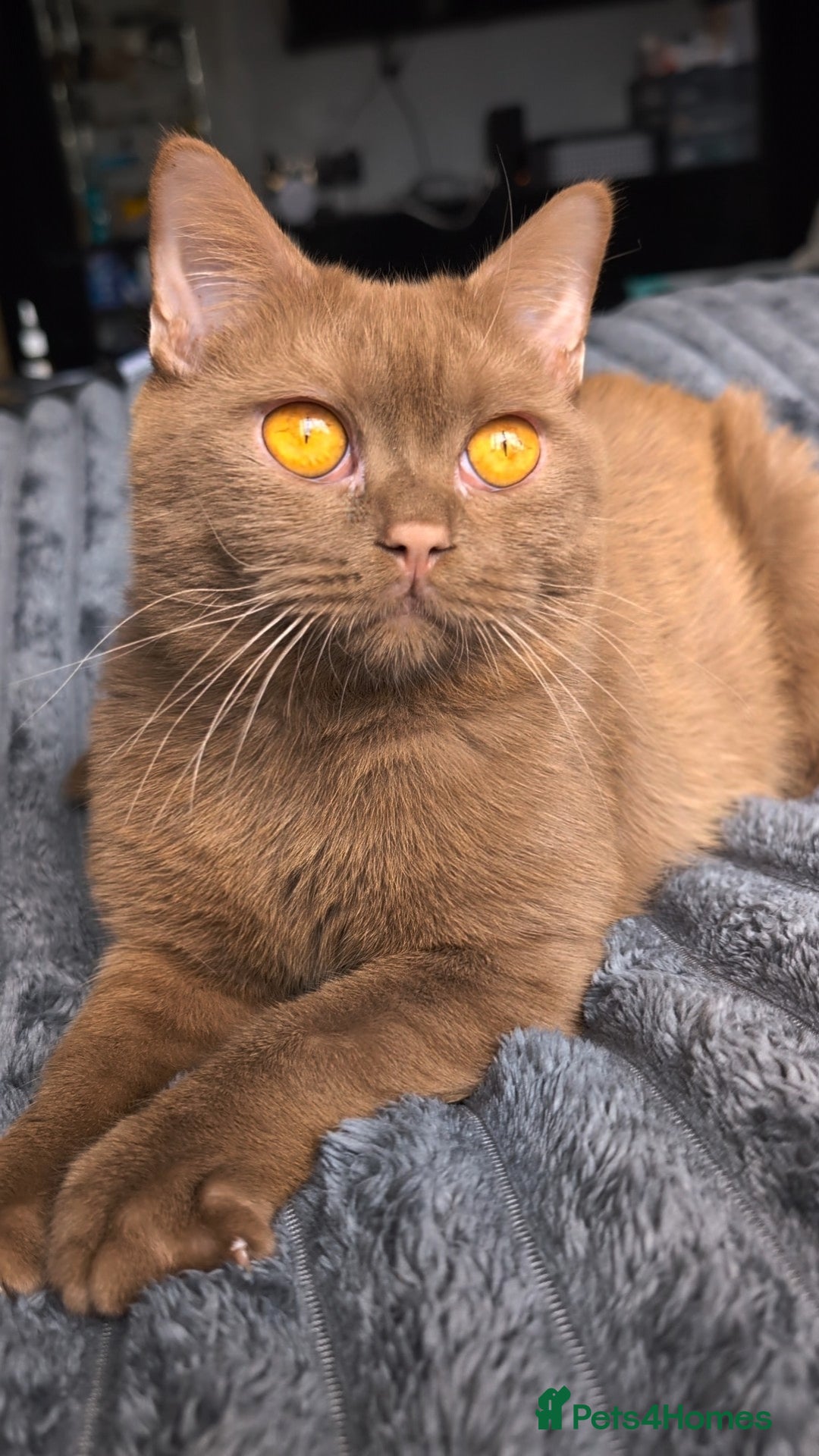 British Shorthair cats for stud: 💦CINNAMON BSH❣️GCCF & TICA active💙STUD 🩸Blood B - Image 11