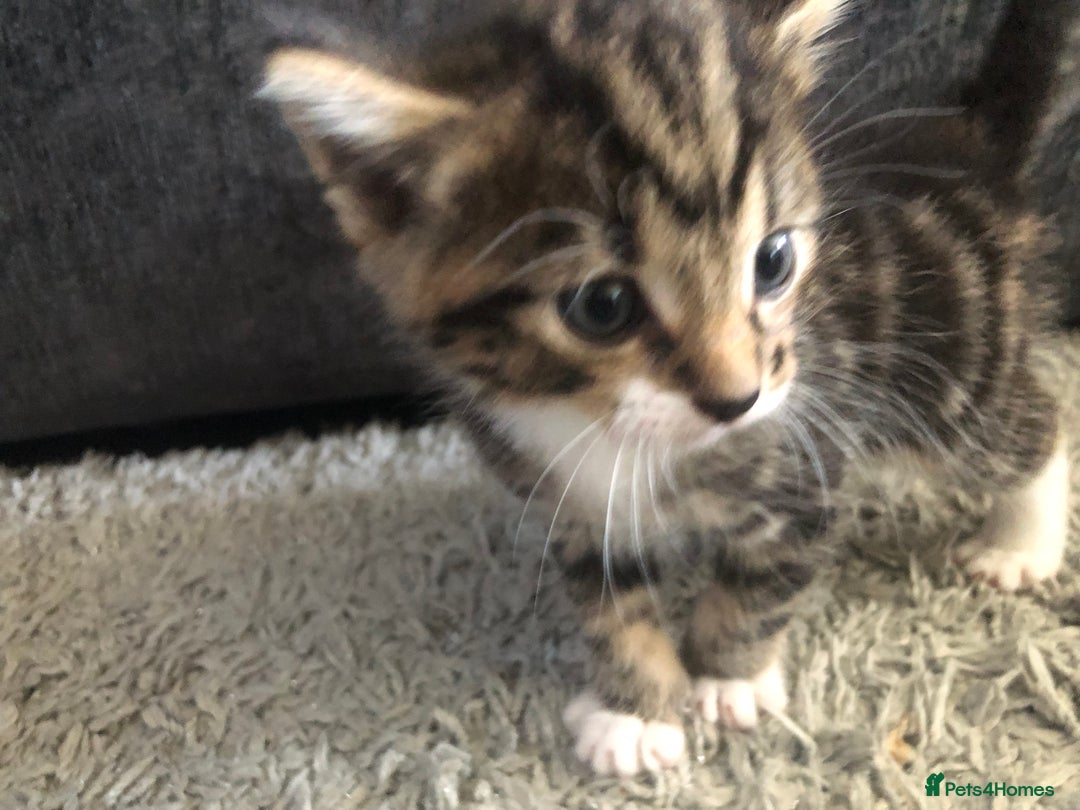 Mixed Breed cats for sale: Kittens for sale - Image 6