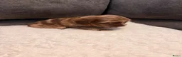 Mixed Breed dogs for sale: Adorable Schweenies puppy’s  - Advert 12