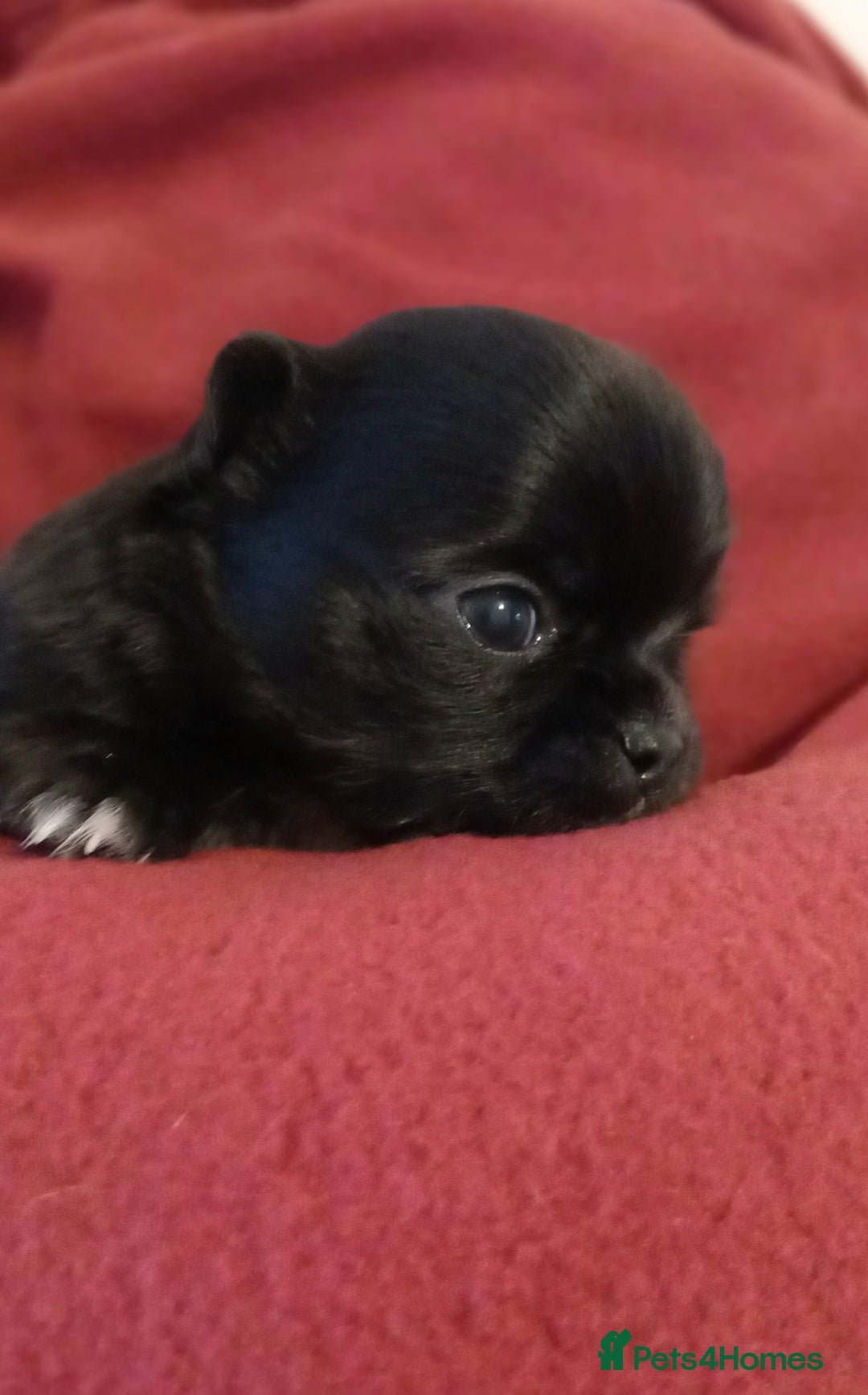 Chihuahua dogs for sale: ❤️‍🔥DNA tested parents❤️‍🔥LC 1Boys KC REG  - Advert 30