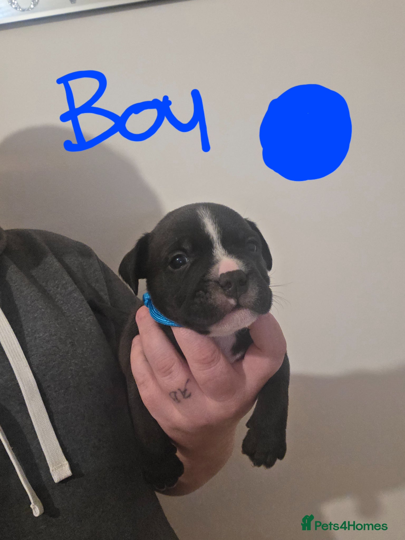 Staffordshire Bull Terrier dogs Staffordshire bull terrier pups  - Advert 9