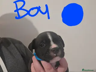 Staffordshire Bull Terrier dogs Staffordshire bull terrier pups - Advert 9