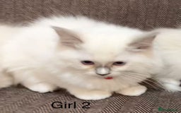 Ragdoll cats for sale: Ragdoll kittens for sale - Image 5