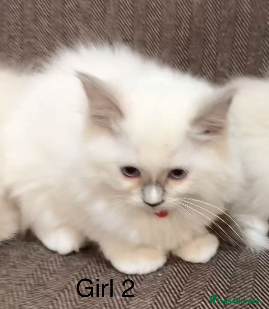 Ragdoll cats for sale: Ragdoll kittens for sale - Image 5