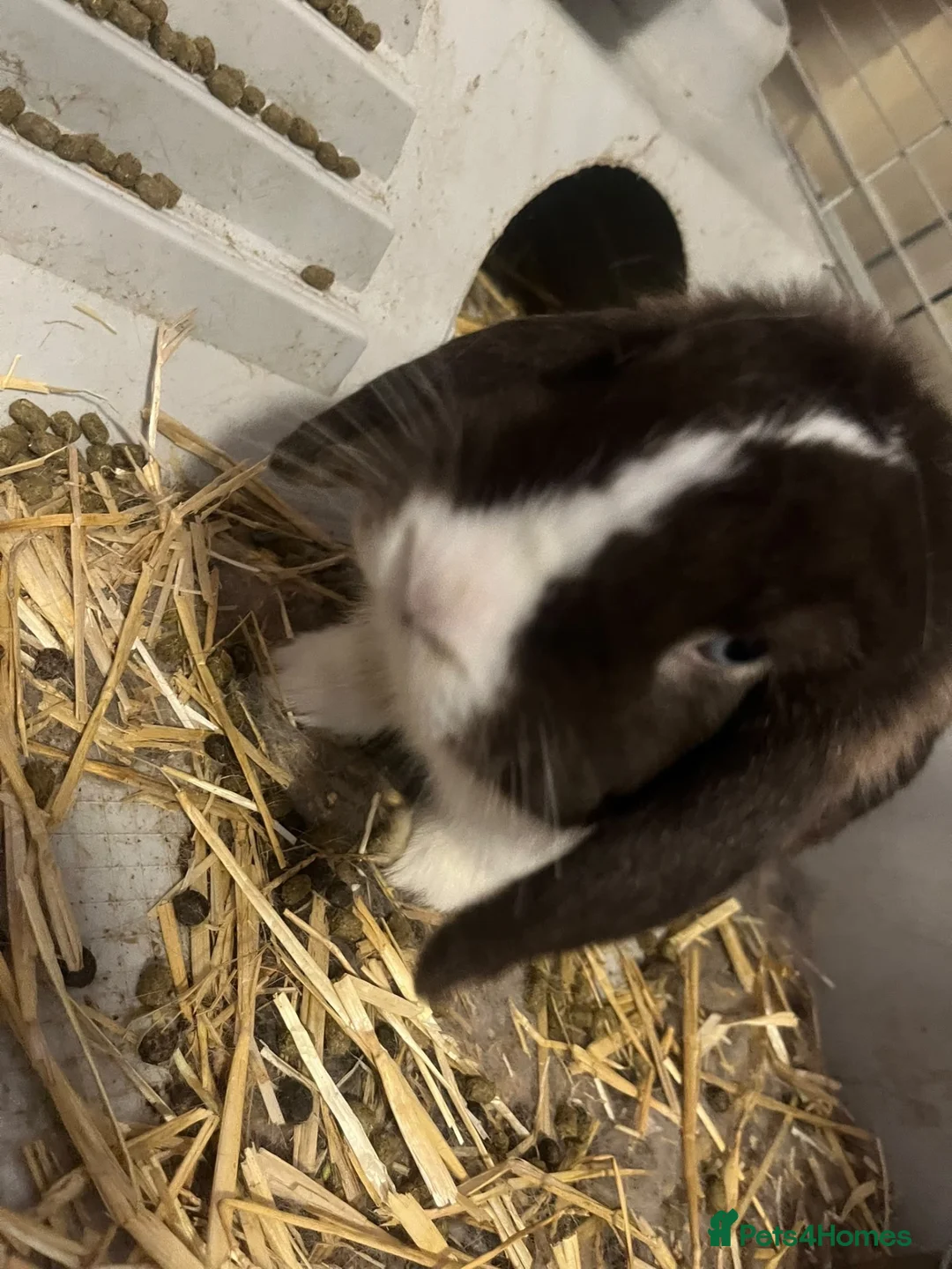 English Lop rabbits for sale: Two lovely tame rabbits  in Redhill - Advert 2