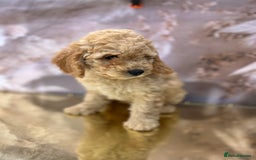 Cockapoo dogs for sale: YANKYDOODLES(COCKERPOOS) - Image 1