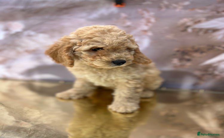 Cockapoo dogs - Advert 1