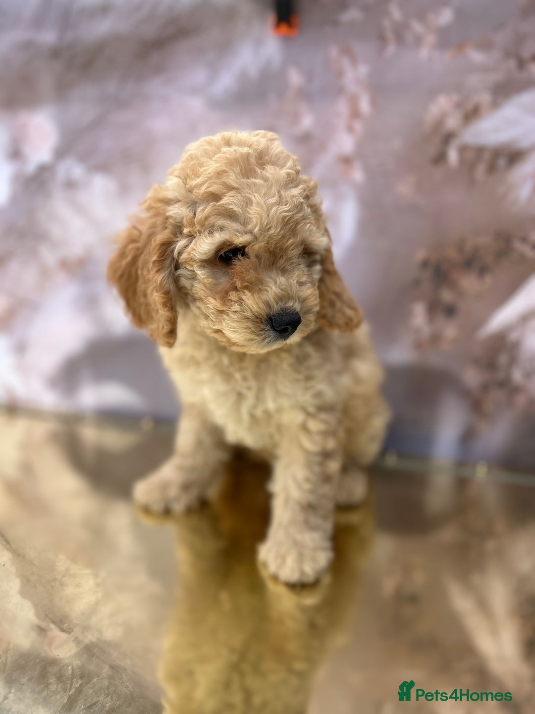 Cockapoo dogs for sale: YANKYDOODLES(COCKERPOOS) - Image 1