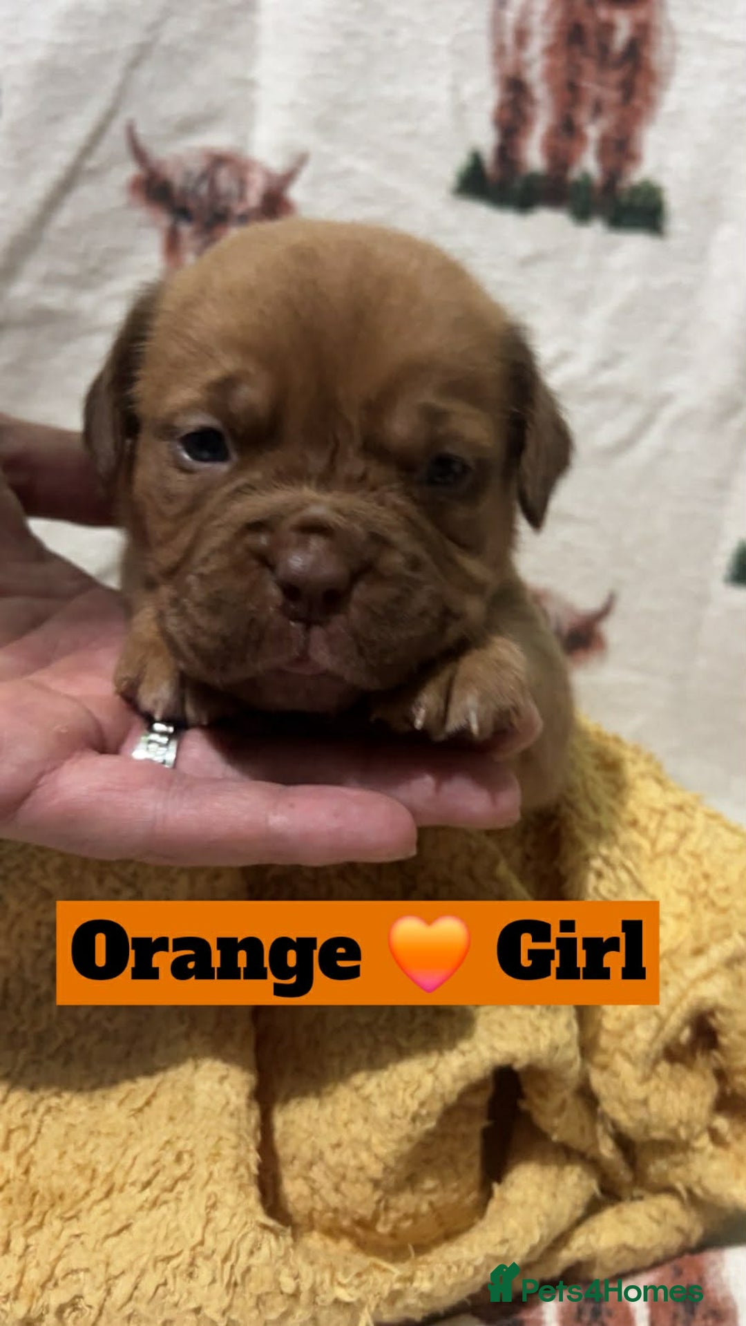 Dogue De Bordeaux dogs for sale: Hunter Bordeaux Puppies - Advert 2