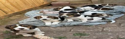 Beagle dogs for sale: 🐶Beagle Puppies 2 Girls for Sale🐶 - Advert 1
