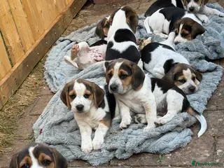 Beagle dogs 🐶Beagle Puppies ready for Sale🐶 - Advert 18