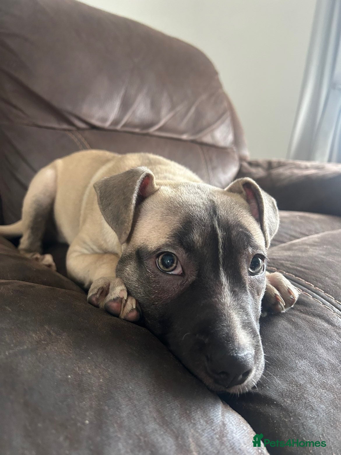 Mixed Breed dogs for sale: Nova <3 - Advert 2