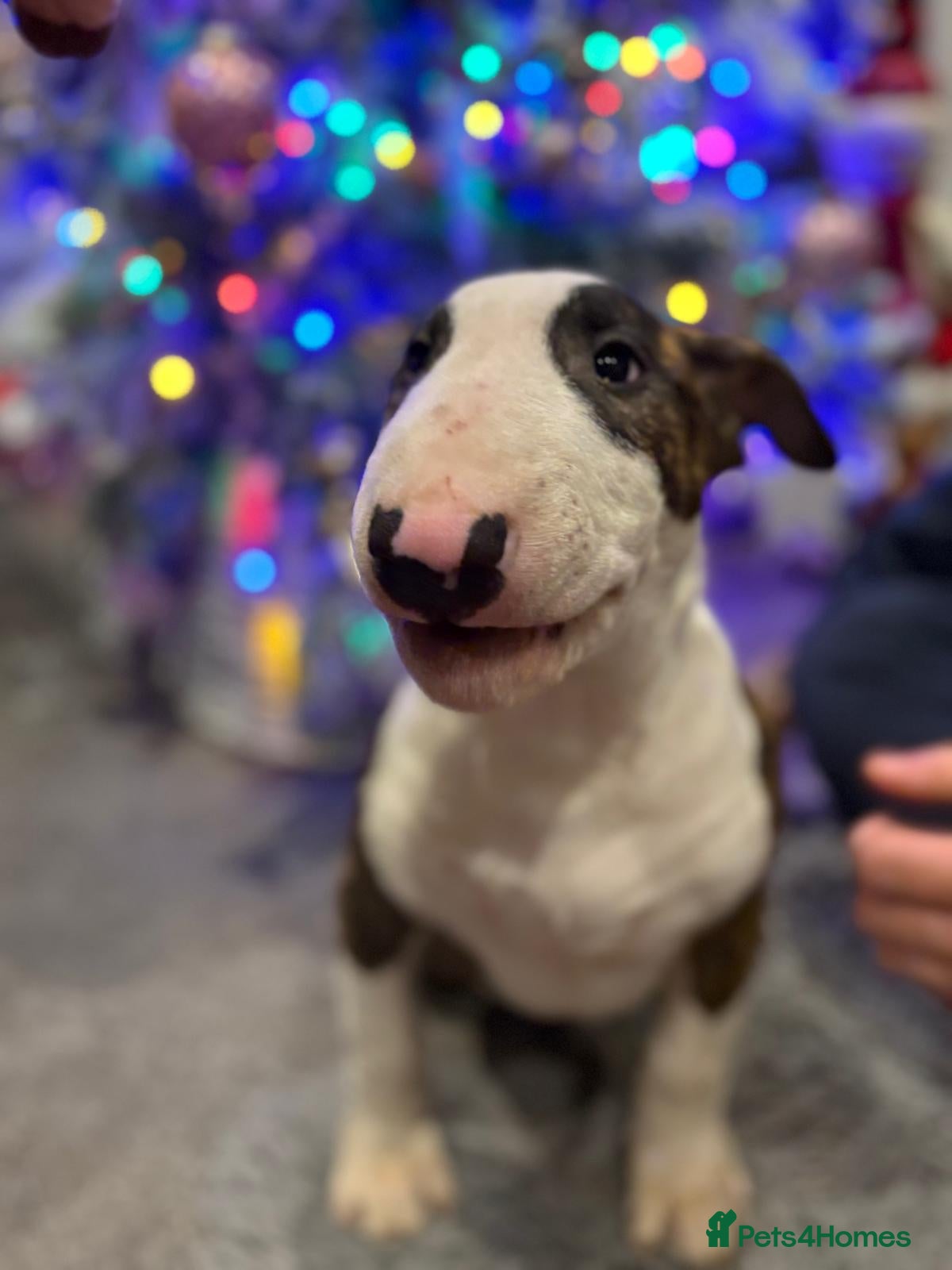 Bull Terrier dogs BIG PRICE DROP TO ENSURE THEESE PUPS HAVE A HOME  - Advert 1