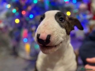 Bull Terrier dogs BIG PRICE DROP TO ENSURE THEESE PUPS HAVE A HOME - Advert 1