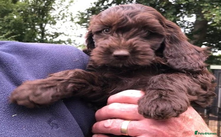 Cockapoo dogs - Advert 6