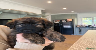 Mixed Breed dogs Goldendoodle x Blue Sable German Shepard puppies - Advert 6