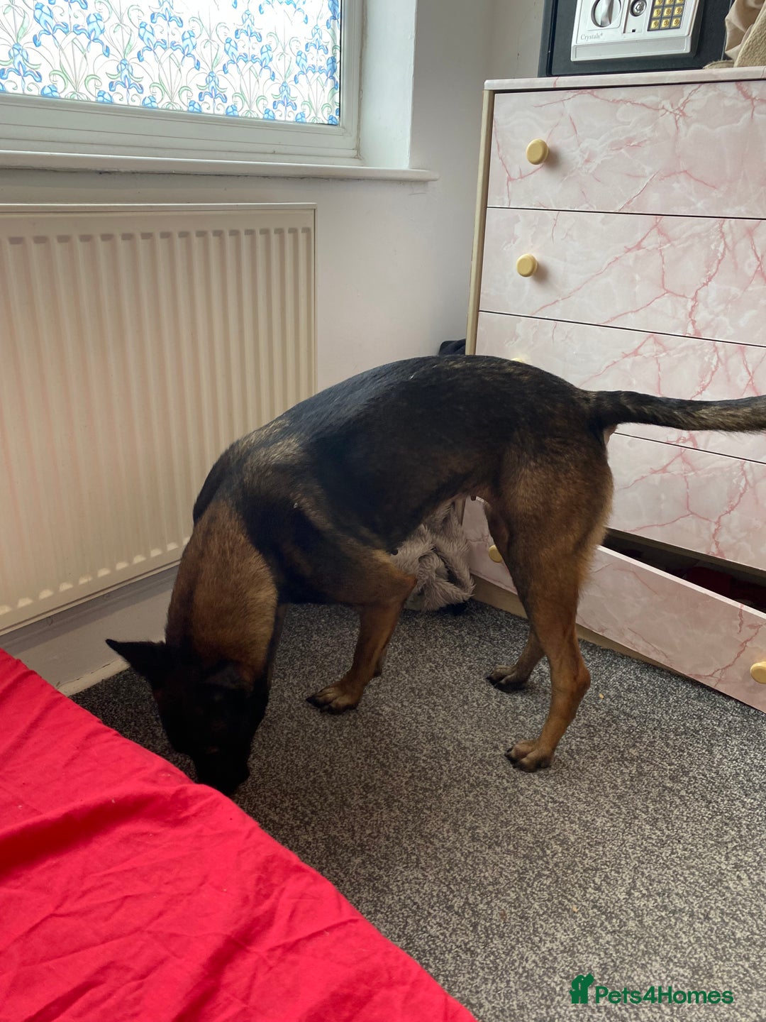 Belgian Shepherd Dog dogs for sale: Belgian Malinois 3 Year Old - Advert 6