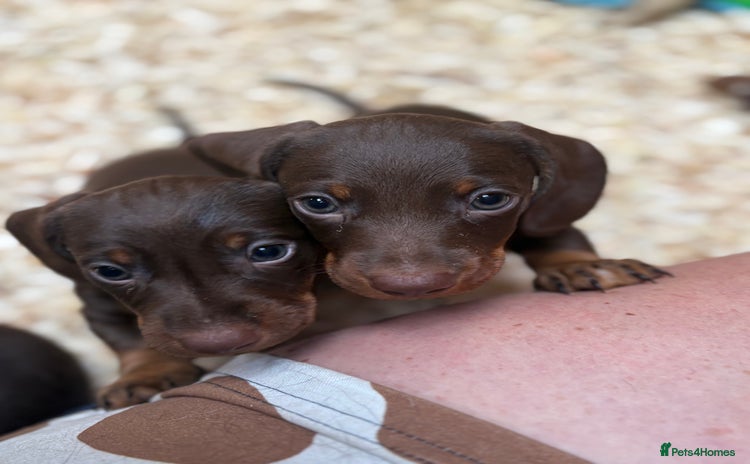Miniature Dachshund dogs - Advert 4