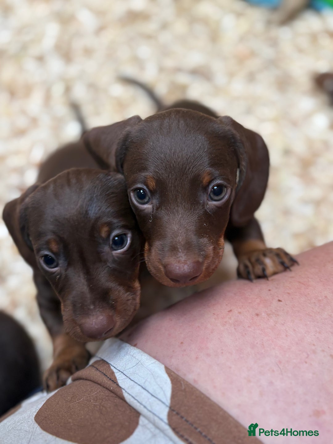 Miniature Dachshund dogs for sale: Miniature dachshund puppies  - Image 1