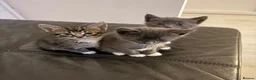 Mixed Breed cats for sale: Kittens  - Advert 15