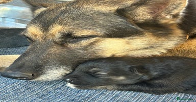 Siberian Husky dogs - Advert 1