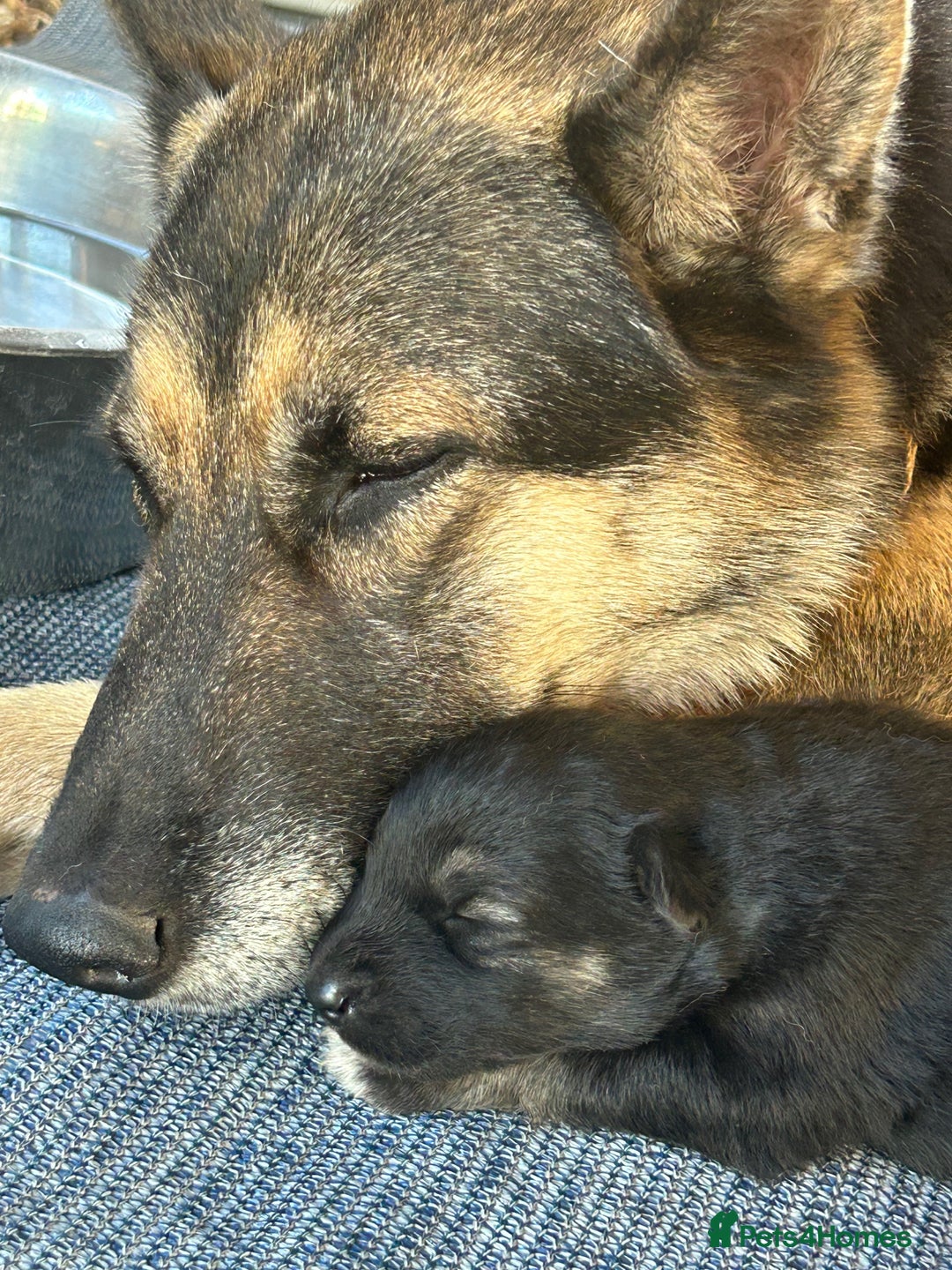 Siberian Husky dogs for sale: 🐾9 Husky Puppies Looking for Forever Homes!🐾 - Image 8