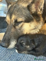 Siberian Husky dogs - Advert 1