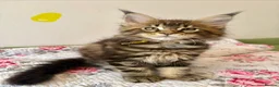 Maine Coon cats for sale: Full Maine Coon Kittens - Advert 9