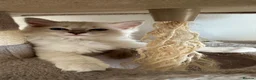 Ragdoll cats for sale: 3 Ragdoll kittens, two boys left - Advert 3