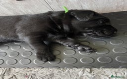 Labrador Retriever dogs for sale: Stunning litter of chunky black Labradors - Advert 14