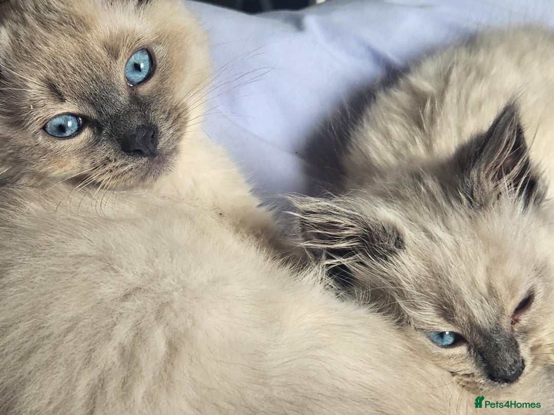 Ragdoll cats for sale: Male Gorgeous blue eyed Ragdoll  - Image 1