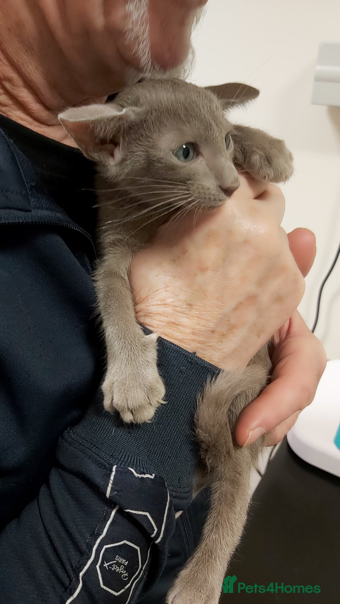 Oriental cats for sale: Full Pedigree Oriental 1 Kitten XL size ears GCCF - Advert 14