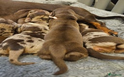 Dachshund dogs for sale: Miniature dauchaund  - Image 11