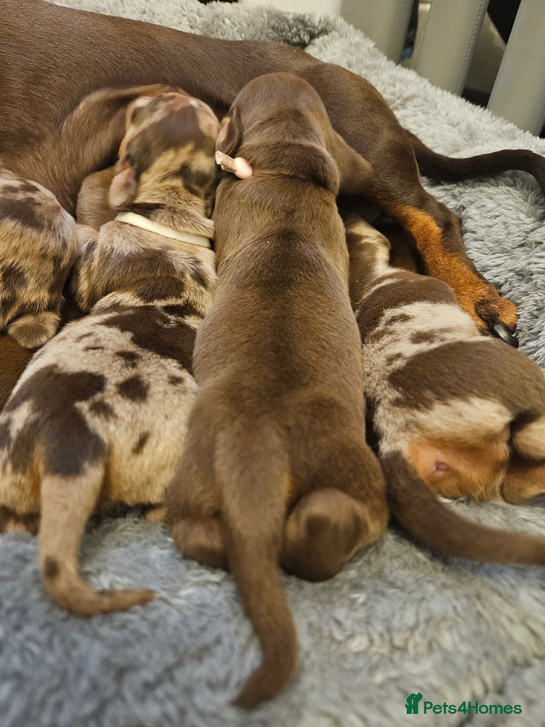 Dachshund dogs for sale: Miniature dauchaund  - Image 11