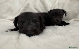 Bedlington Terrier dogs for sale: F1 bedlington terrier x whippet puppies - Image 7