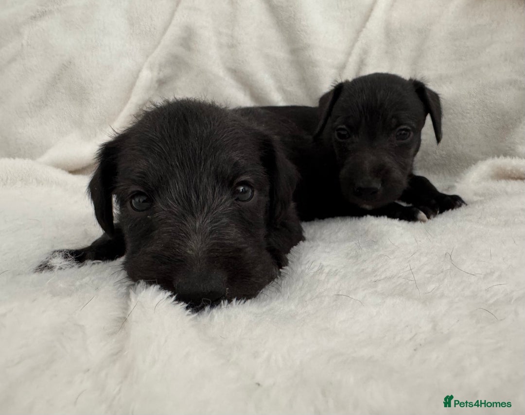Bedlington Terrier dogs for sale: F1 bedlington terrier x whippet puppies - Image 7