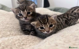 Bengal cats for sale: 5 bengal x Mainecoon kittens for sale - Image 2