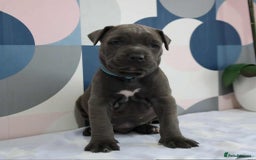Mixed Breed dogs for sale: staffordshire Bull terrier puppy  - Image 1