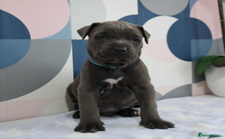 Mixed Breed dogs - Advert 1