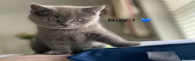 British Shorthair 1