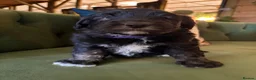 Sheepadoodle dogs for sale: Midi Size Sheepadoodles 20 kilos  - Advert 6