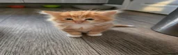 Mixed Breed cats for sale: Ginger fluffy girl for sale - Advert 14