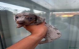 Miniature Dachshund dogs for sale: Isabella and tan dapple miniature dachshunds - Image 10