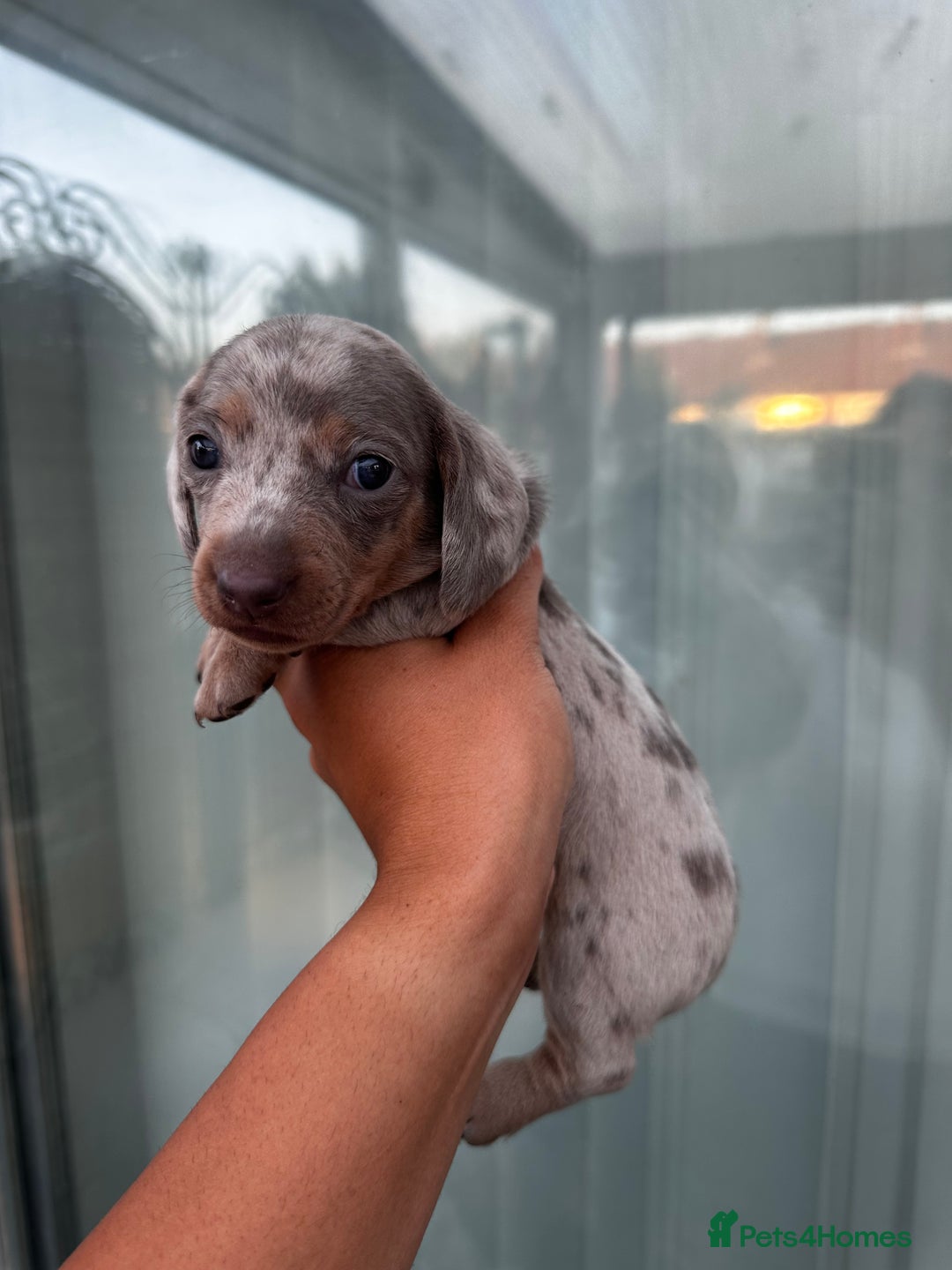 Miniature Dachshund dogs for sale: Isabella and tan dapple miniature dachshunds - Image 10