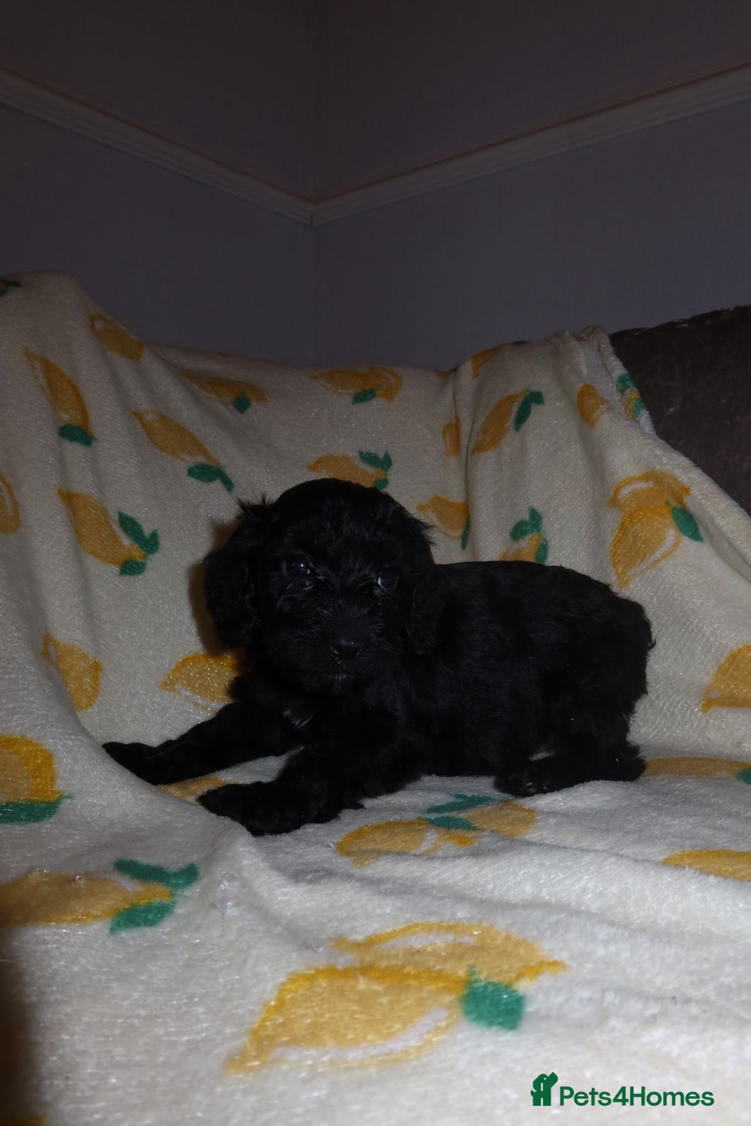 Cockapoo dogs for sale: Beautiful Cockapoo pups - Image 7