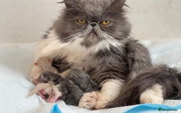 Persian cats for sale: Full pedigree Persian kittens available  - Image 15