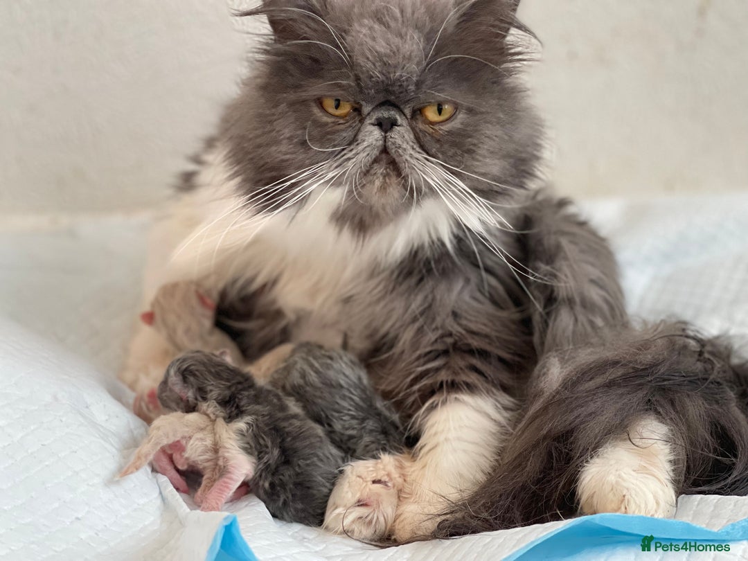 Persian cats for sale: Full pedigree Persian kittens available  - Image 15