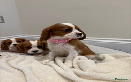 Cavalier King Charles Spaniel dogs for sale: Extensively health tested parent cavalier puppy’s  - Image 5