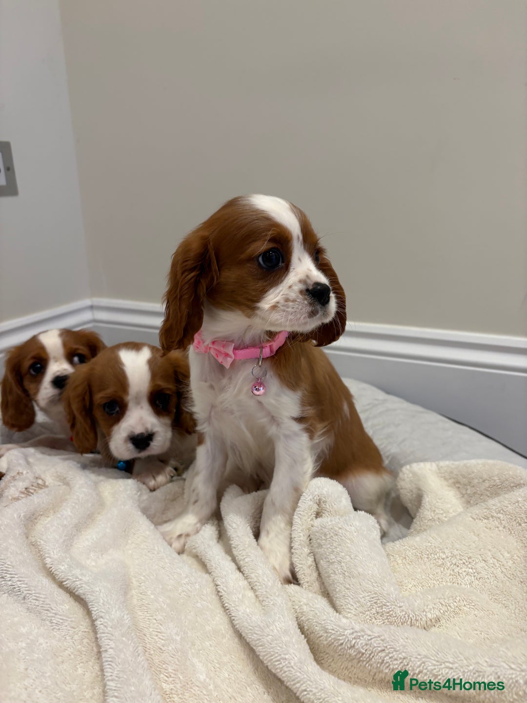 Cavalier King Charles Spaniel dogs for sale: Extensively health tested parent cavalier puppy’s  - Image 5