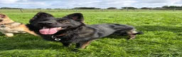 German Shepherd dogs for sale: ROCKFORCE LONG HAIRED WORKING LINE GSD  - Advert 7